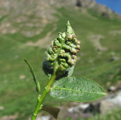 Rabdophaga terminalis