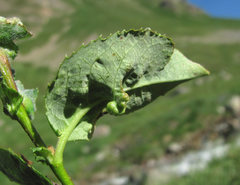 Rabdophaga terminalis