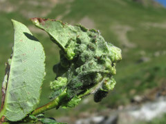 Rabdophaga terminalis