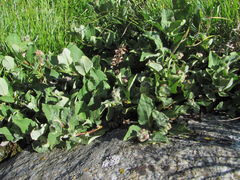 Rabdophaga terminalis