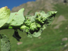 Rabdophaga terminalis