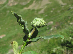 Rabdophaga terminalis