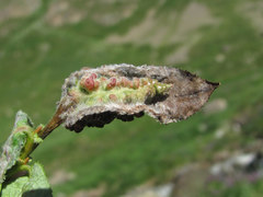 Rabdophaga terminalis