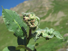 Rabdophaga terminalis