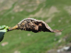 Rabdophaga terminalis