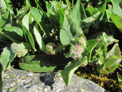 Rabdophaga terminalis