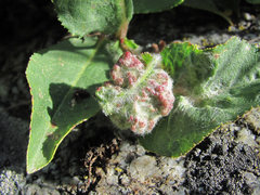 Rabdophaga terminalis