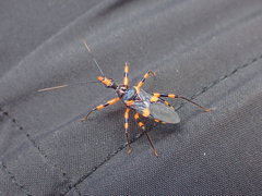 Havinthus rufovarius