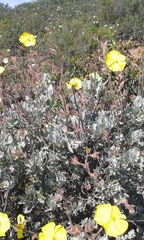 Cistus atriplicifolius