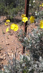 Cistus atriplicifolius