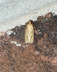 Autosticha kyotensis