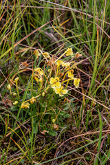 Pedicularis longiflora