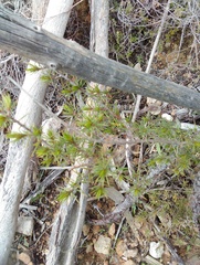 Pultenaea acerosa