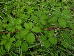 Rubus bartonii