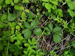 Rubus bartonii