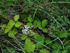 Rubus bartonii