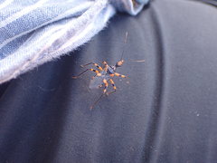 Havinthus rufovarius