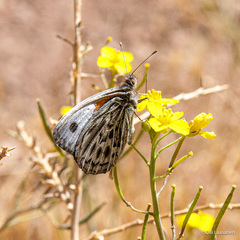 Argyrophorus argenteus
