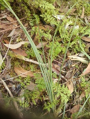 Lomandra multiflora dura