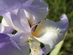 Iris pallida