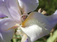 Iris pallida