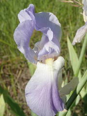 Iris pallida