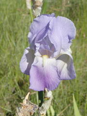 Iris pallida