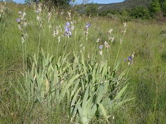 Iris pallida