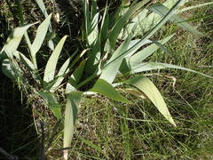 Iris pallida