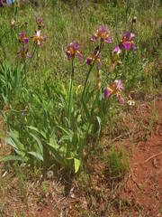 Iris × hybrida