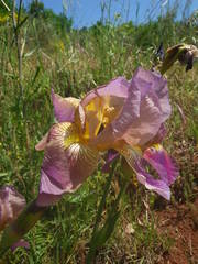 Iris × hybrida