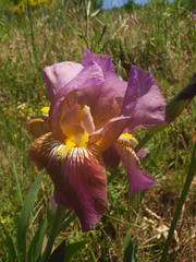 Iris × hybrida