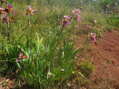 Iris × hybrida