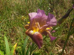 Iris × hybrida
