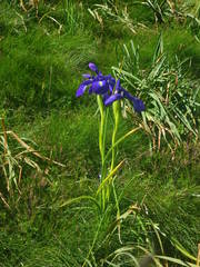 Iris latifolia