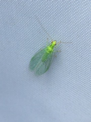 Pseudomallada prasinus