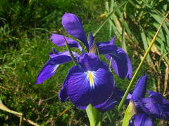 Iris latifolia