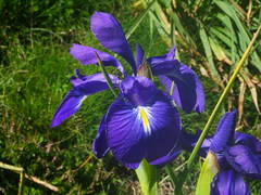 Iris latifolia