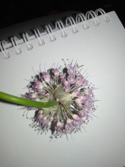 Allium cretaceum