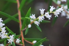 Leucopogon pimeleoides