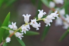 Leucopogon pimeleoides