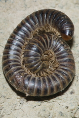 Eumastigonus