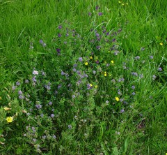 Medicago sativa sativa