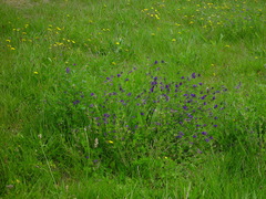 Medicago sativa sativa