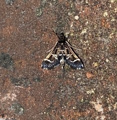 Diasemiodes janassialis