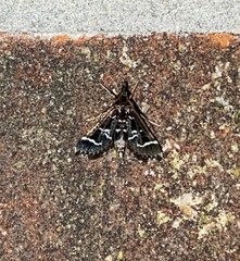 Diasemiodes janassialis