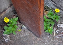 Sanvitalia procumbens