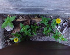 Sanvitalia procumbens