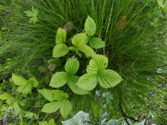 Rubus saxatilis