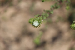 Grindelia subdecurrens